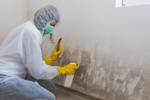 Best Toxic Mold Removal  in Clyde, NC